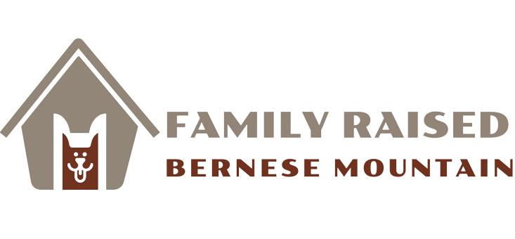Family Raised Bernese Mountain