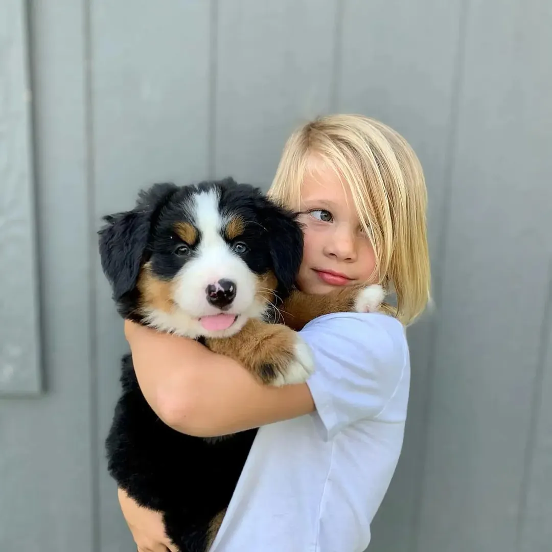 Read more about the article How Much Is a Bernese Mountain Dog For Sale?